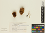 Picea engelmannii image