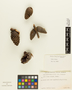 Pinus clausa image