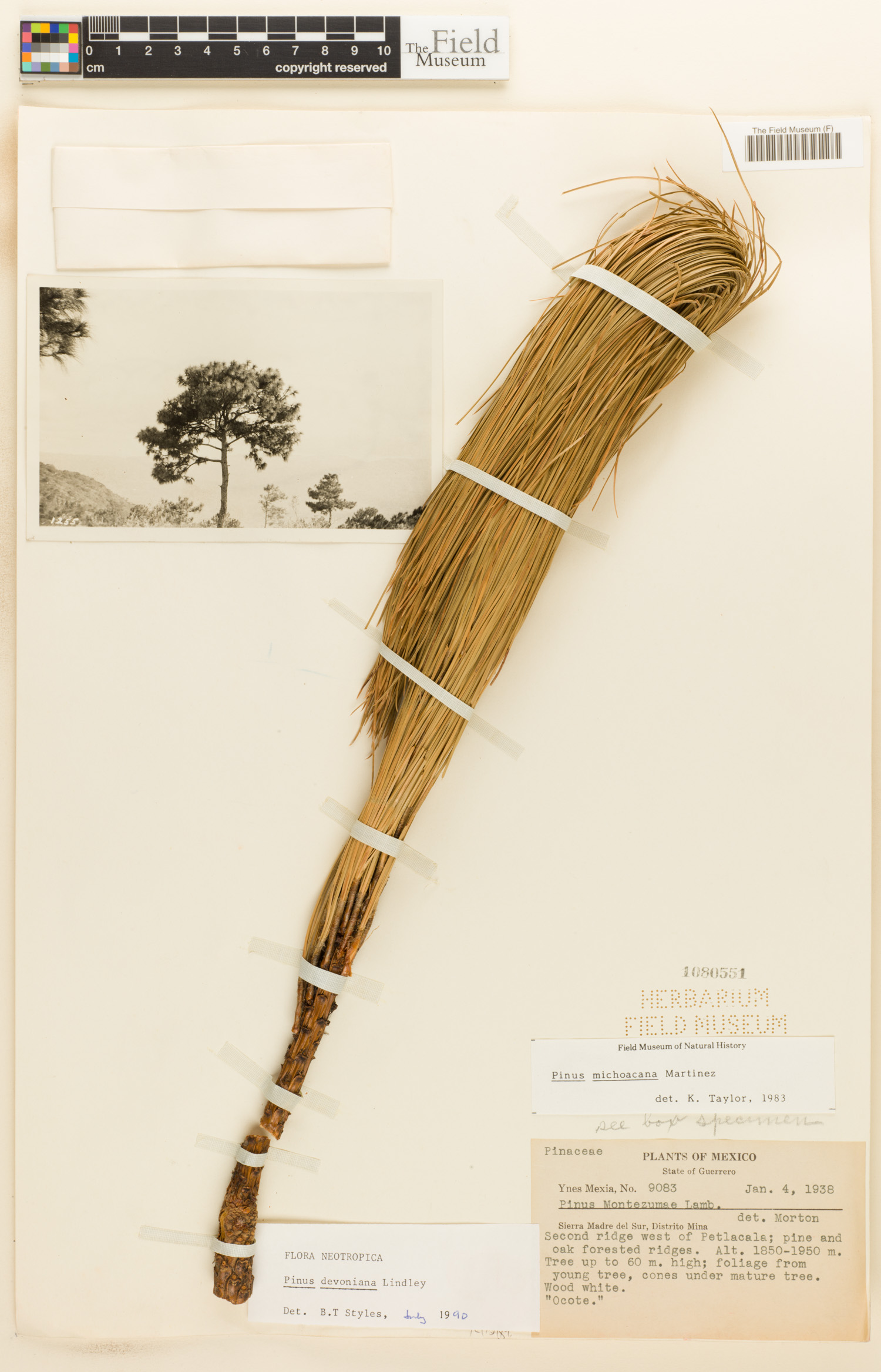 Pinus devoniana image
