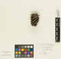 Pinus echinata image