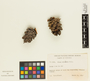 Pinus echinata image