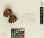 Pinus albicaulis image