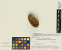 Pinus attenuata image