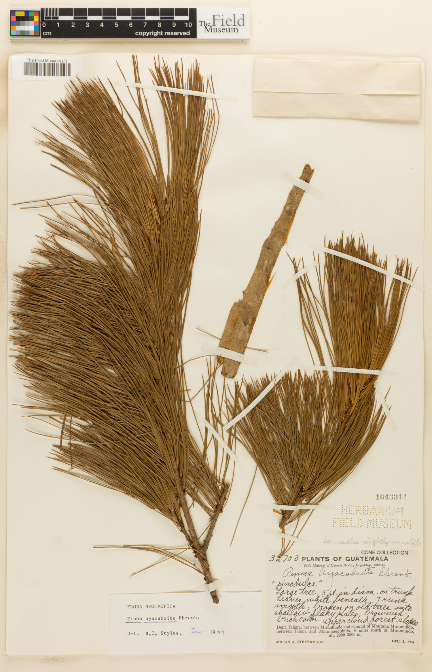 Pinus ayacahuite image