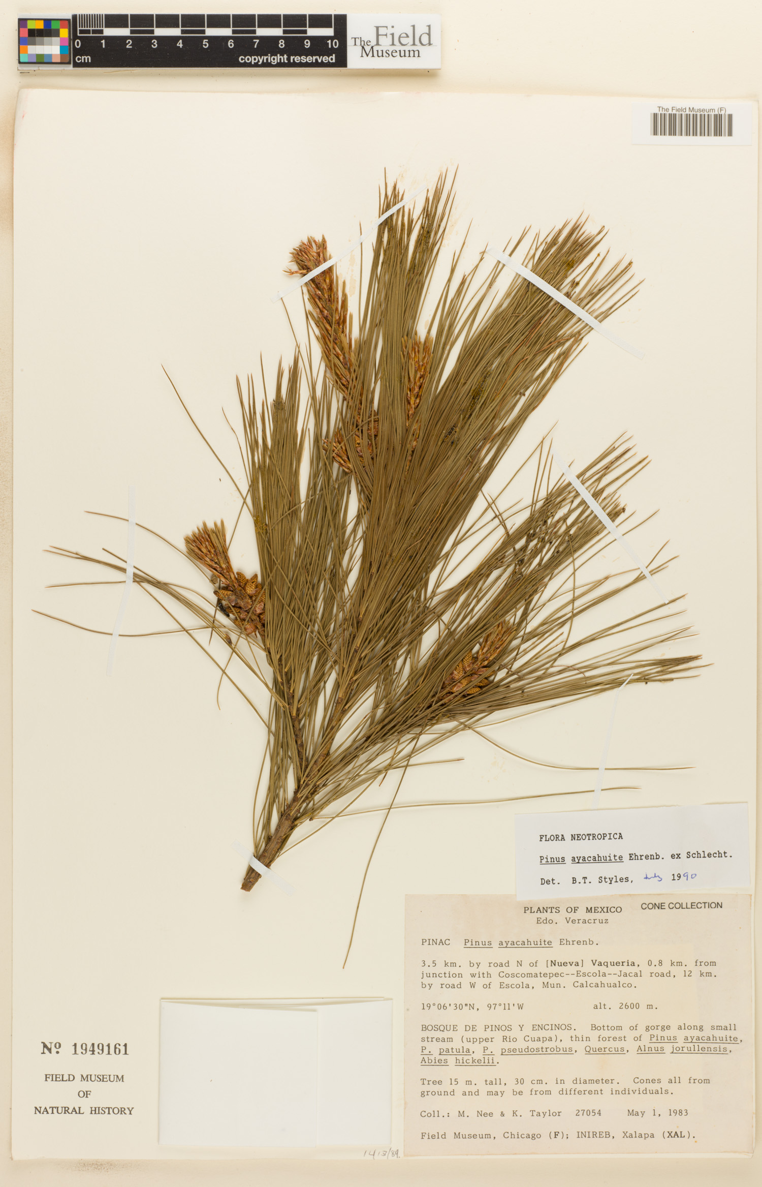 Pinus ayacahuite image