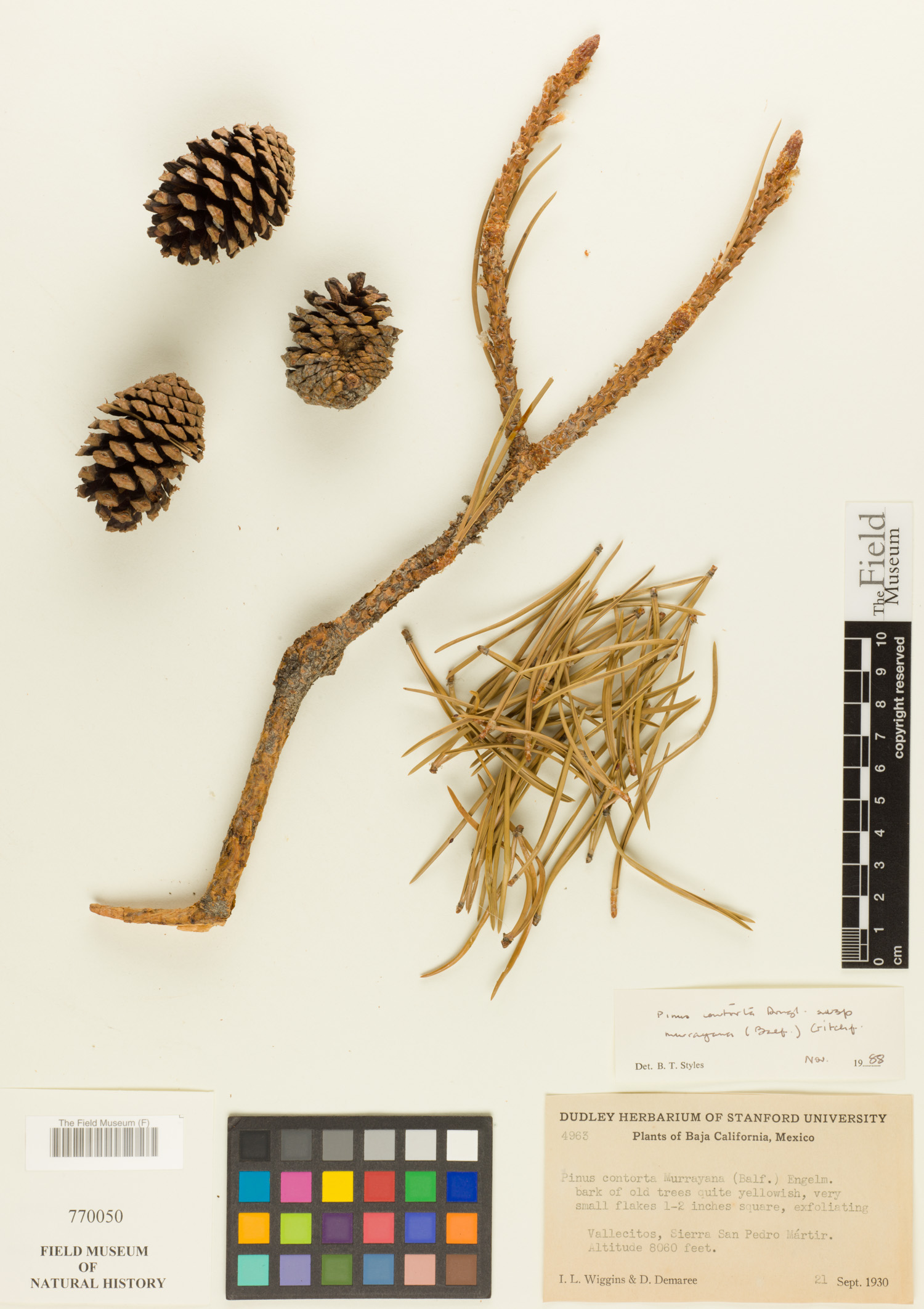 Pinus contorta image