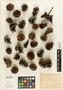 Pinus glabra image
