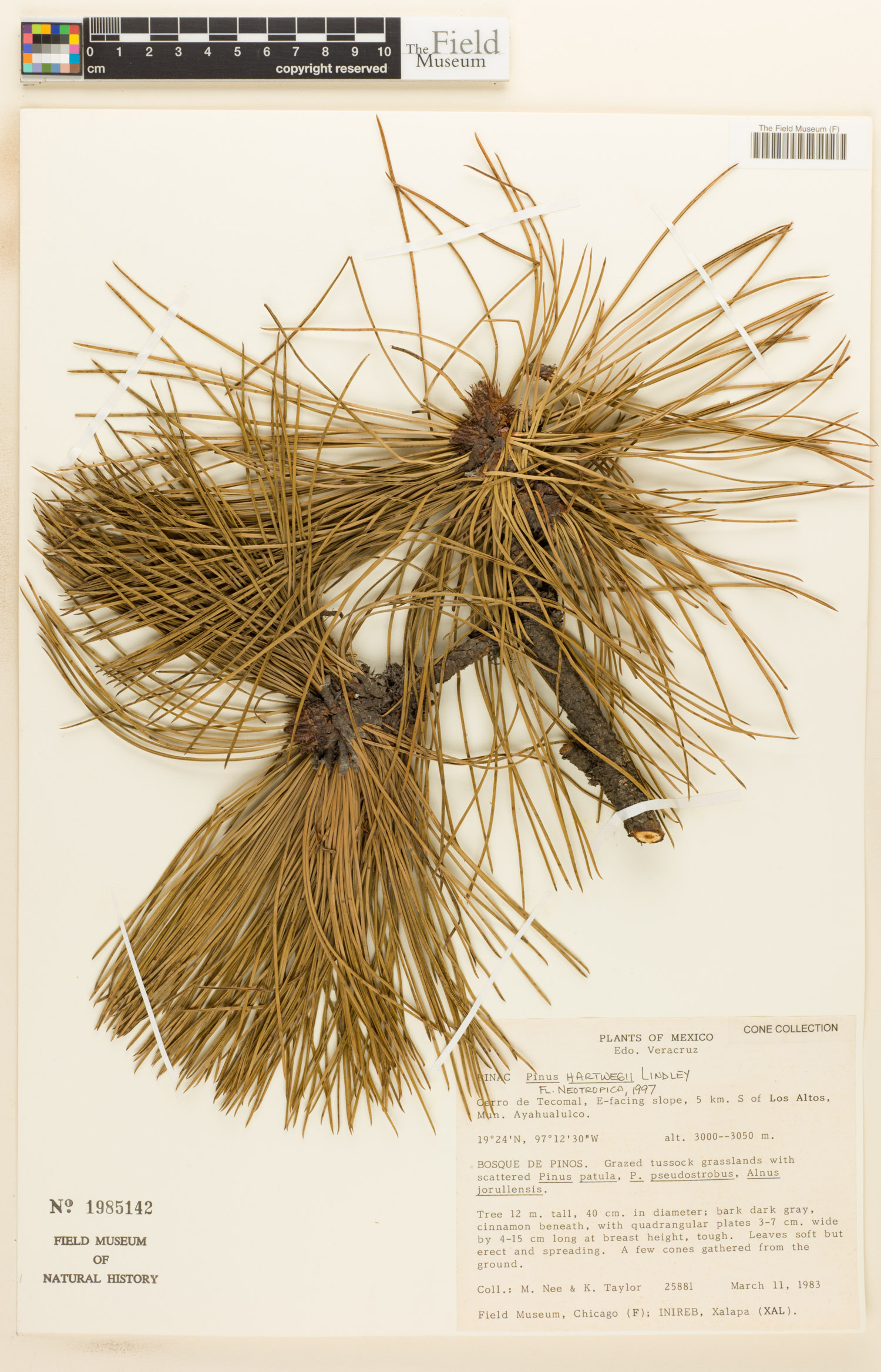 Pinus hartwegii image