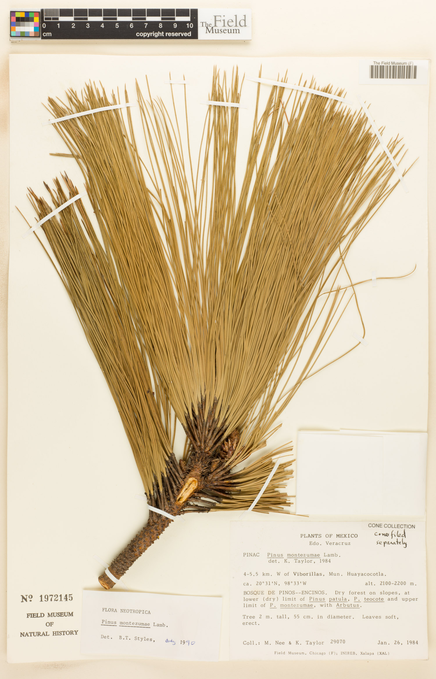 Pinus montezumae image
