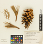 Pinus monticola image