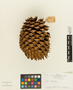 Pinus coulteri image