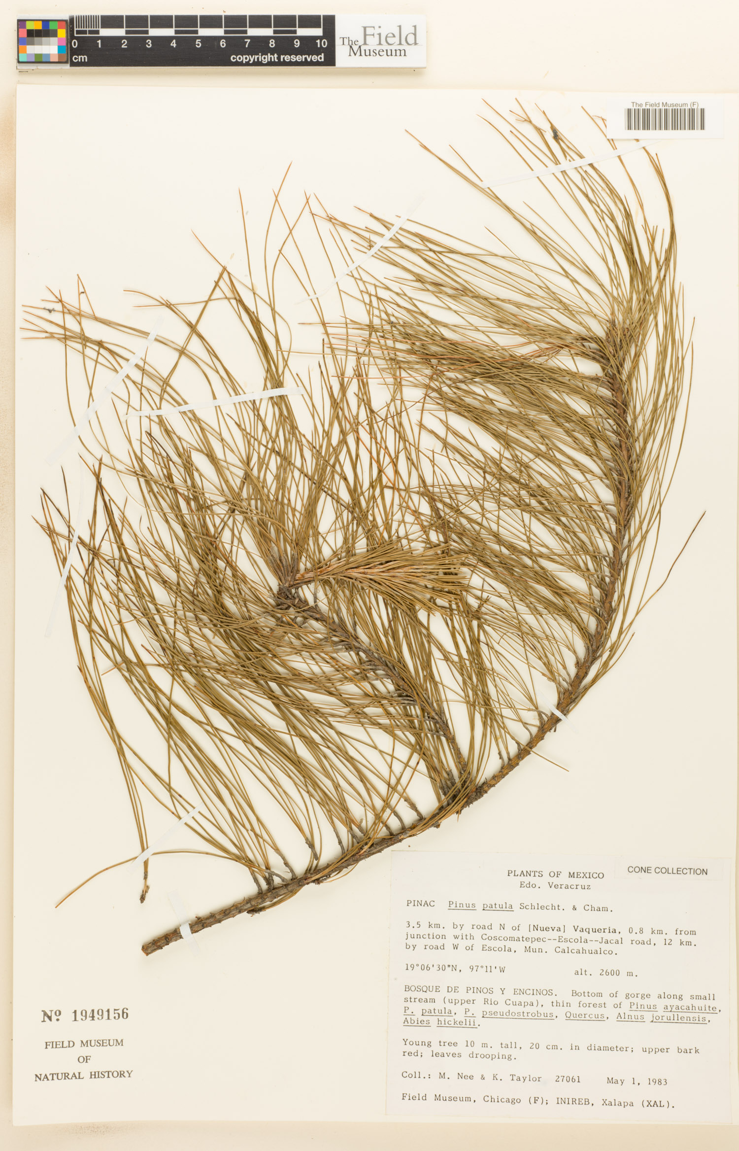 Pinus patula image