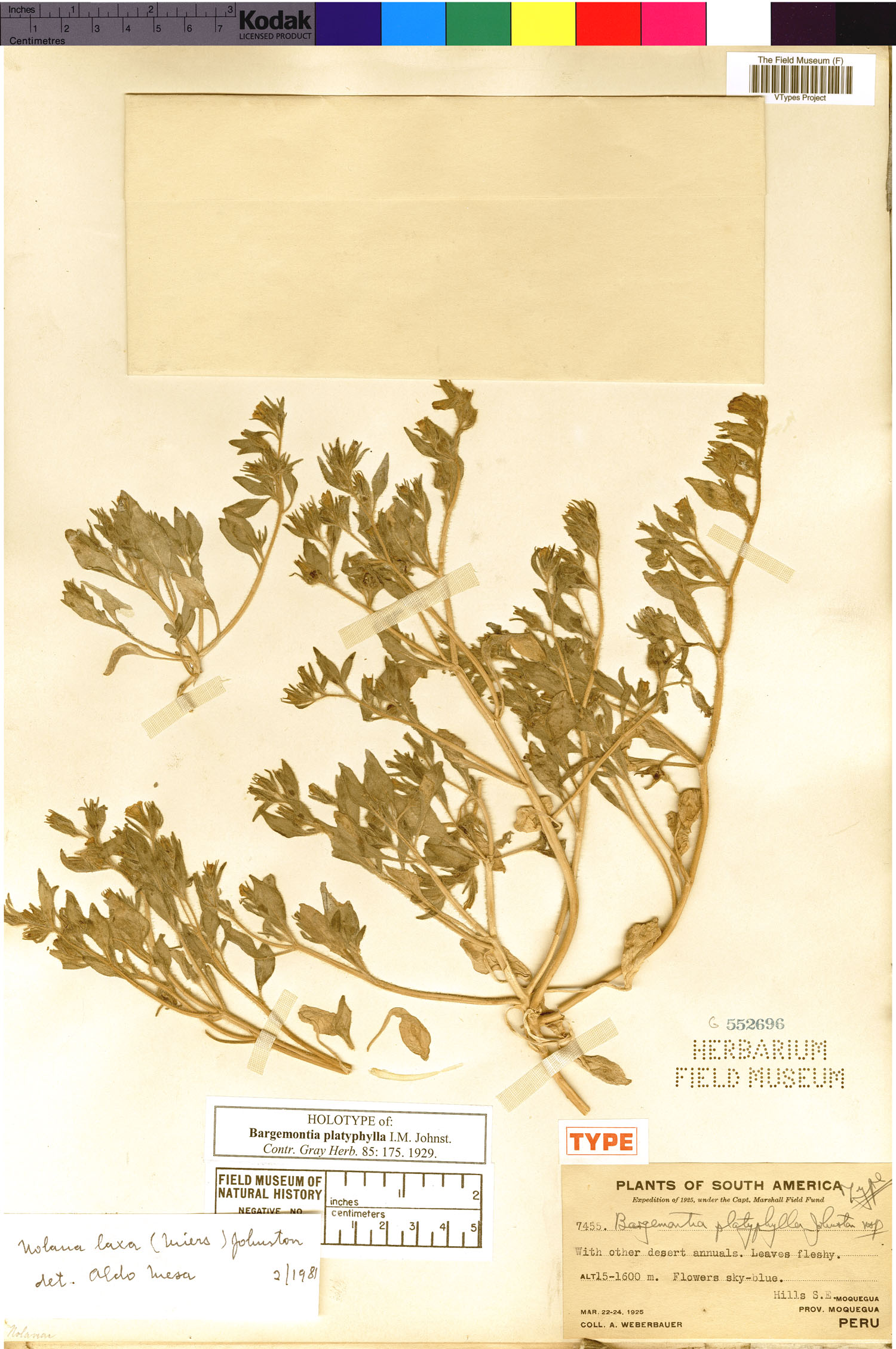 Bargemontia platyphylla image