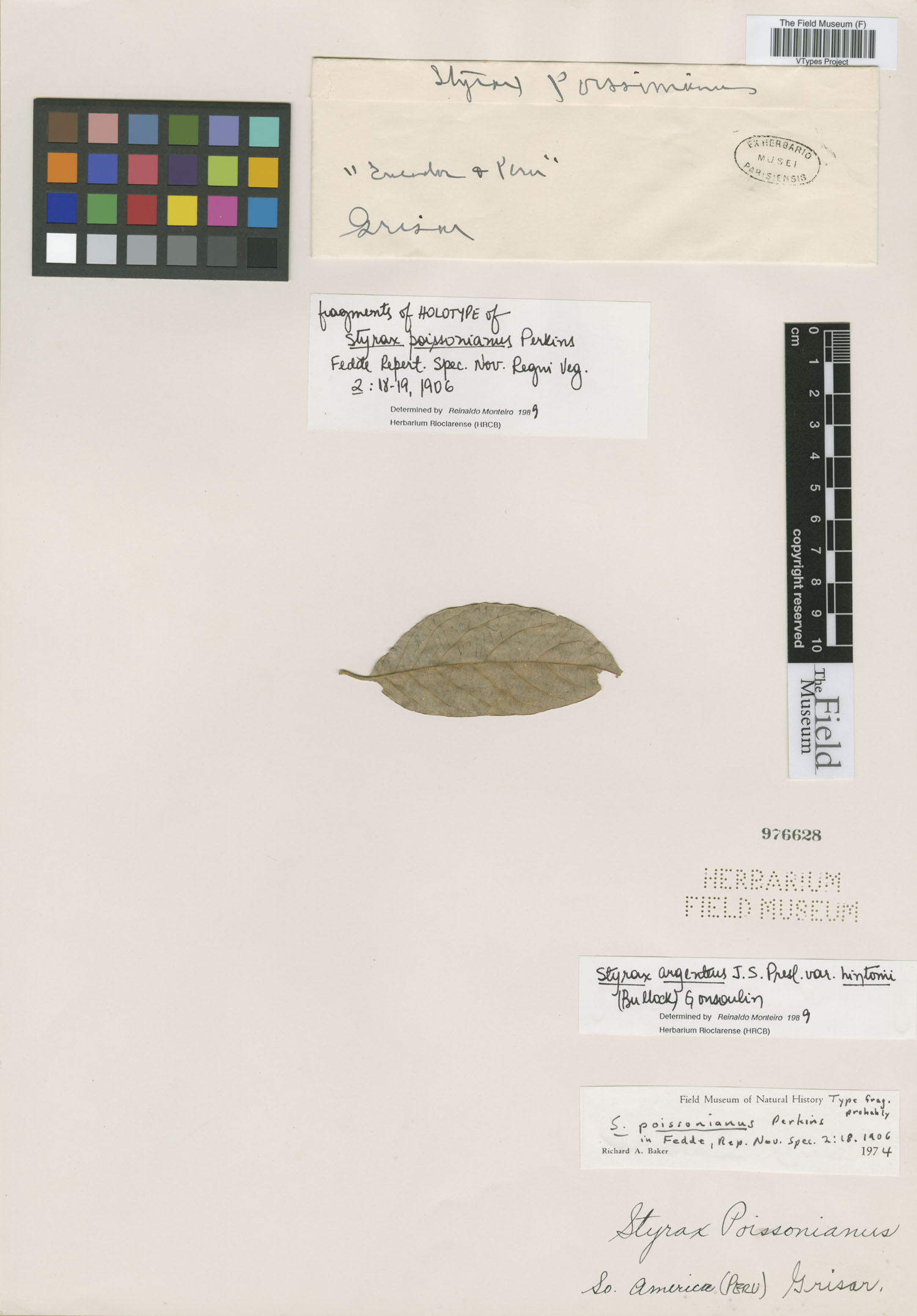 Styrax poissonianus image