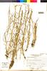Koeleria trachyantha image