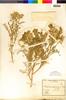 Astragalus coquimbensis image