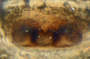 Aphileta microtarsa female epigynum