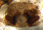 Ceratinops labradorensis female epigynum