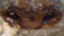 Collinsia spetsbergensis female epigynum