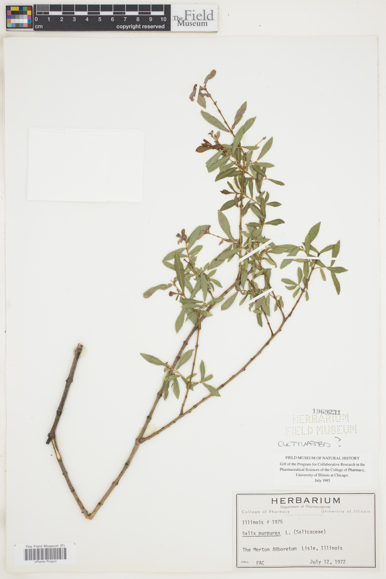 Salix purpurea image