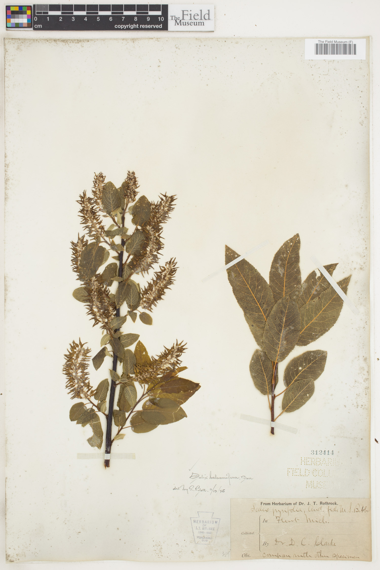 Salix pyrifolia image