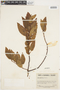 Salix pyrifolia image