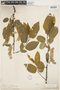 Salix pyrifolia image