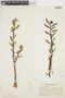 Salix pyrifolia image