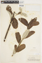 Salix sitchensis image