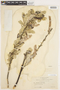 Salix sitchensis image
