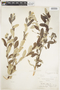Salix sitchensis image