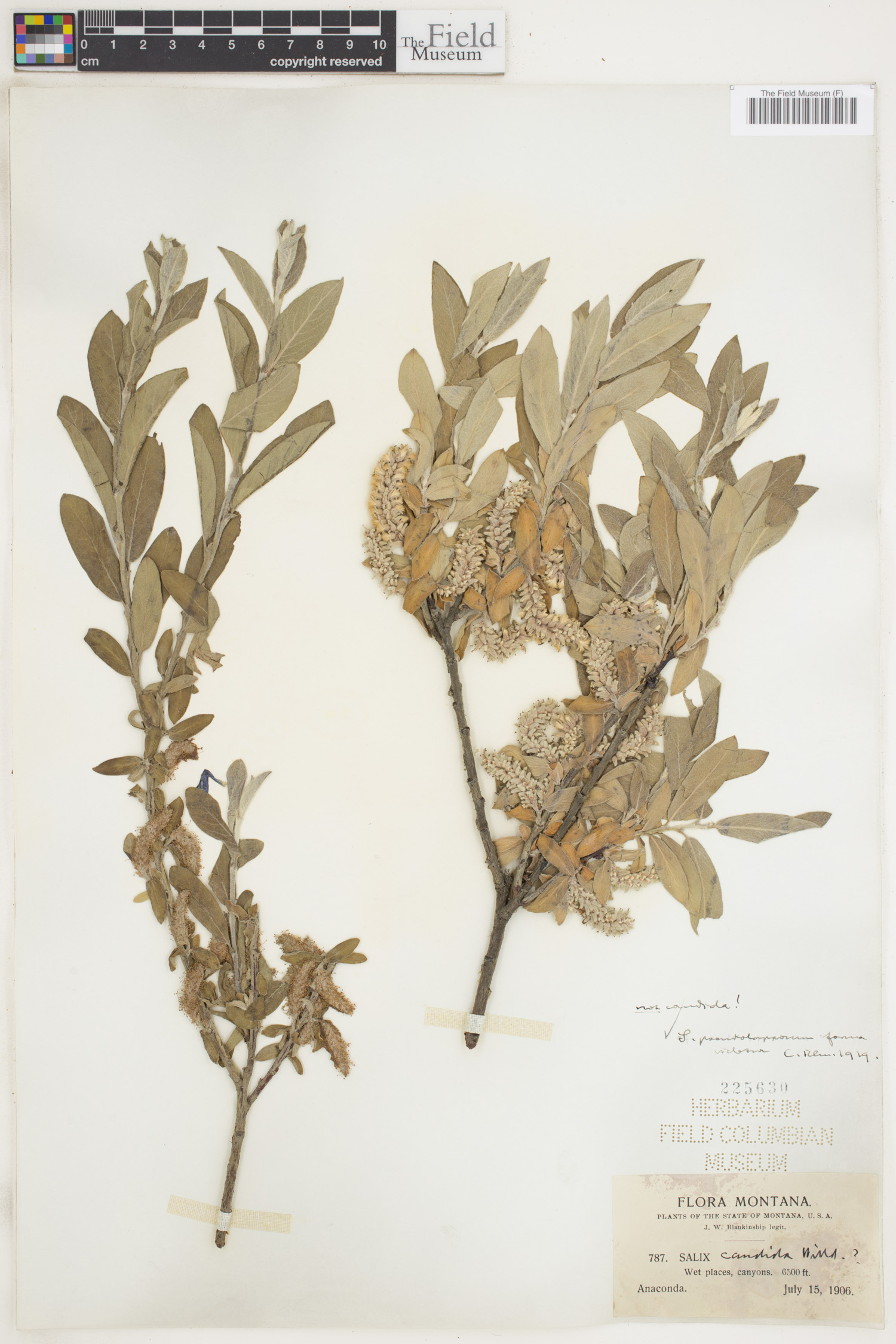 Salix pseudolapponum image