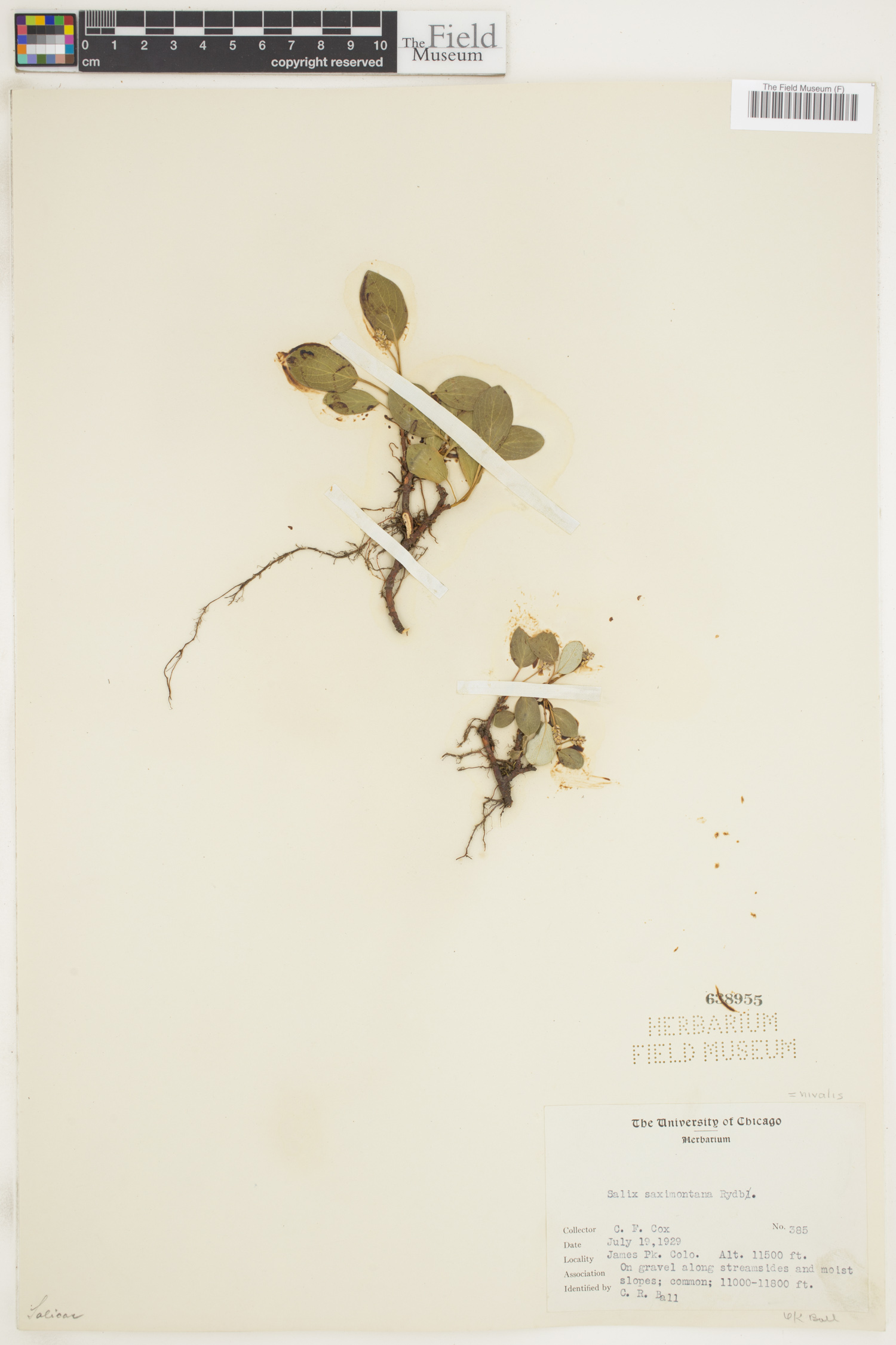 Salix nivalis image