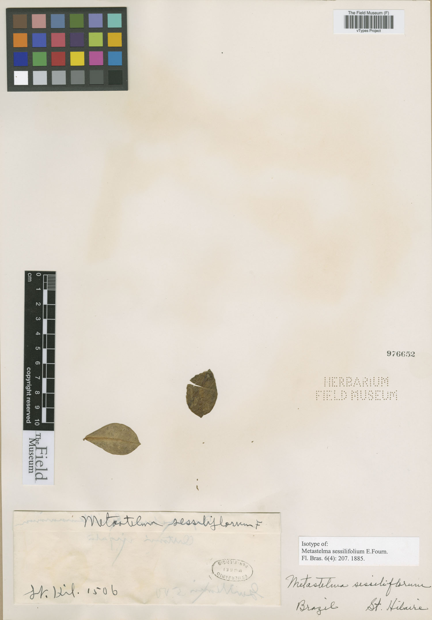 Marsdenia sessilifolia image