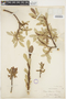 Salix sitchensis image