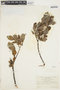 Salix sitchensis image