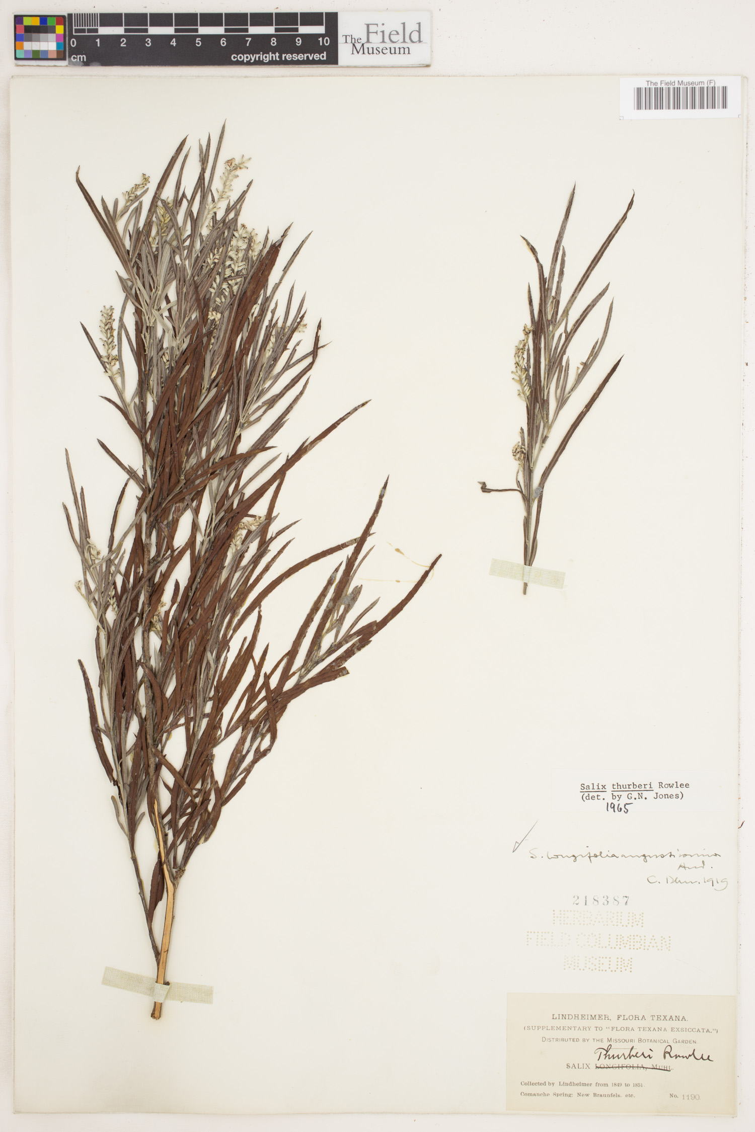 Salix thurberi image