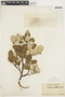 Salix vestita image