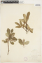 Salix vestita image