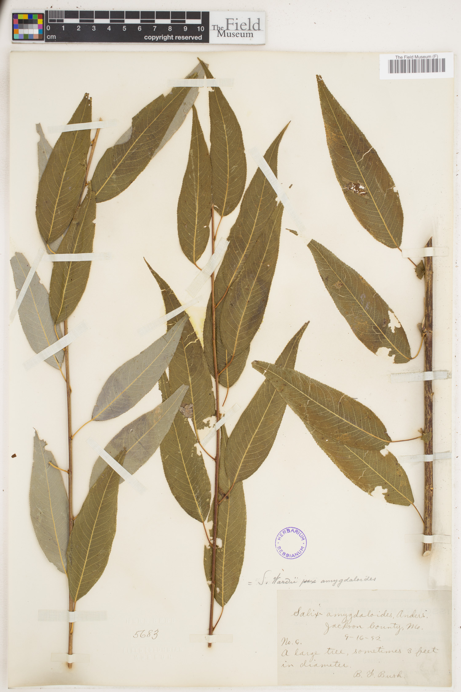Salix wardii image
