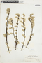 Salix sitchensis image