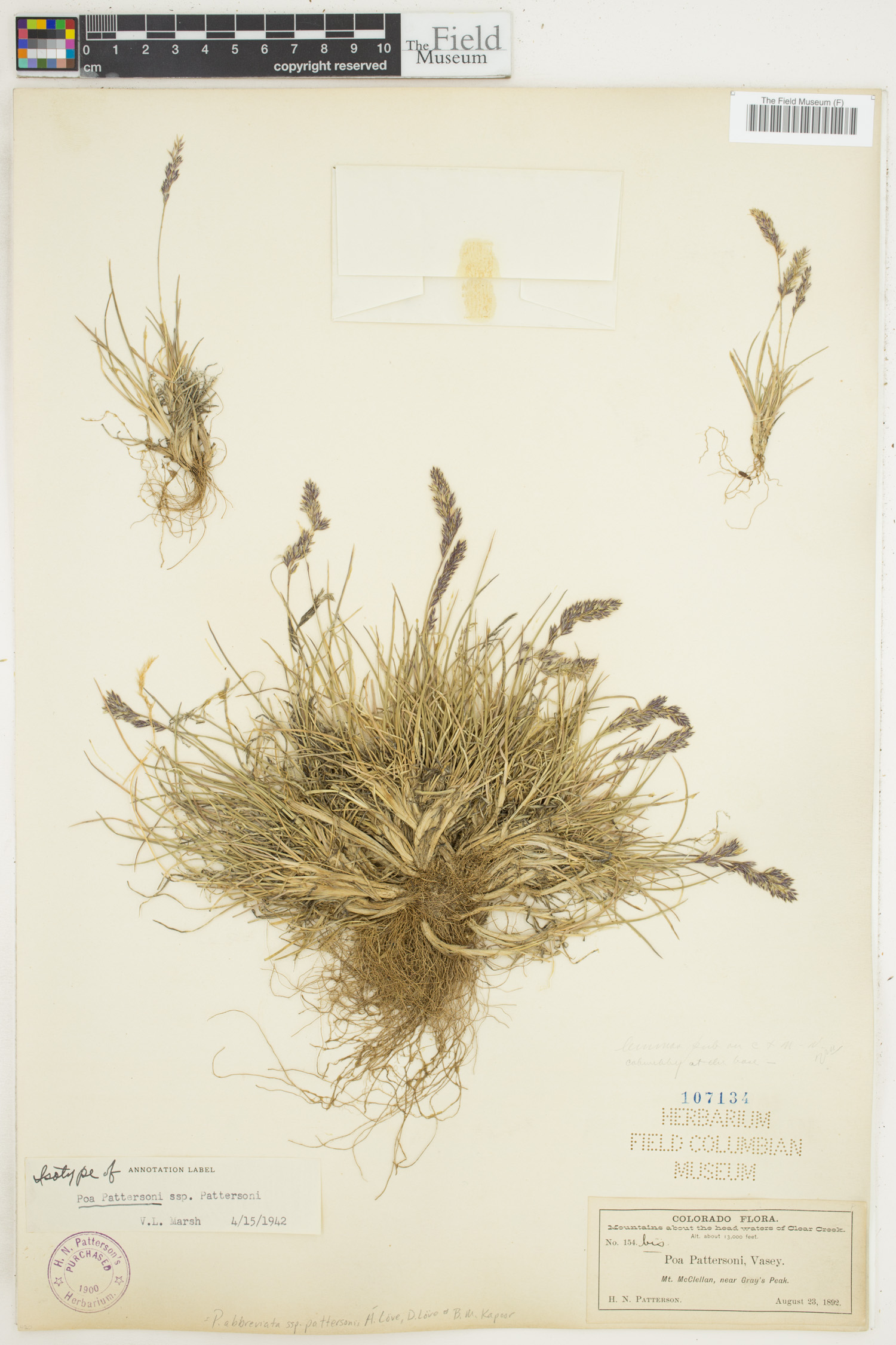Poa abbreviata image