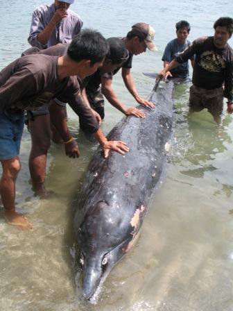 Courtesy of MFARMC of Subic, Ocean Adventure, and Phia Dimalanta of CENRO, Olonggapo. 