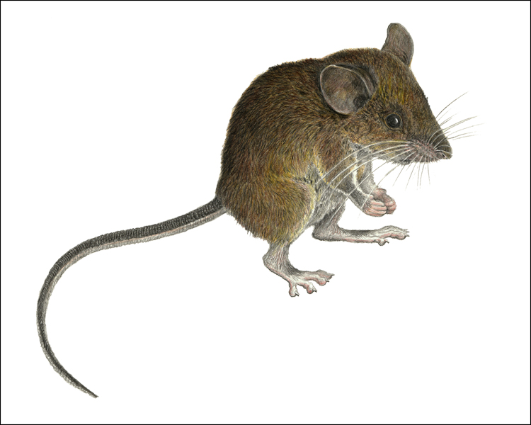 (c) The Field Museum. Illustration by V Simeonovski. (c) Field Museum of Natural History - CC BY-NC 4.0