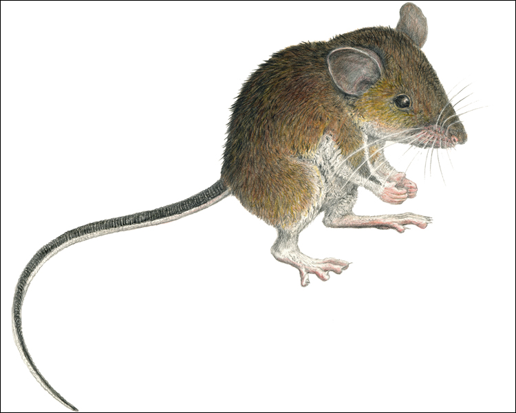 (c) The Field Museum. Illustration by V Simeonovski. (c) Field Museum of Natural History - CC BY-NC 4.0