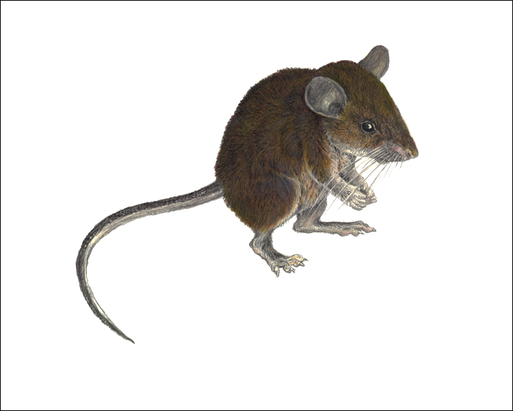 (c) The Field Museum. Illustration by V Simeonovski. (c) Field Museum of Natural History - CC BY-NC 4.0