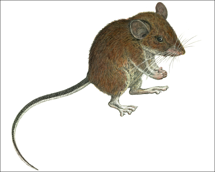 Apomys sierrae, Mt. Cetaceo (c) Field Museum of Natural History - CC BY-NC 4.0 Apomys sierrae from Mt. Cetaceo. (c) The Field Museum. Illustration by V Simeonovski. (c) Field Museum of Natural History - CC BY-NC 4.0