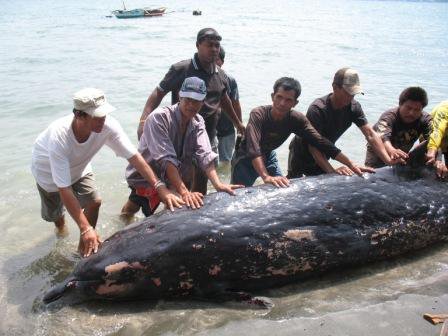Courtesy of MFARMC of Subic, Ocean Adventure, and Phia Dimalanta of CENRO, Olonggapo. 