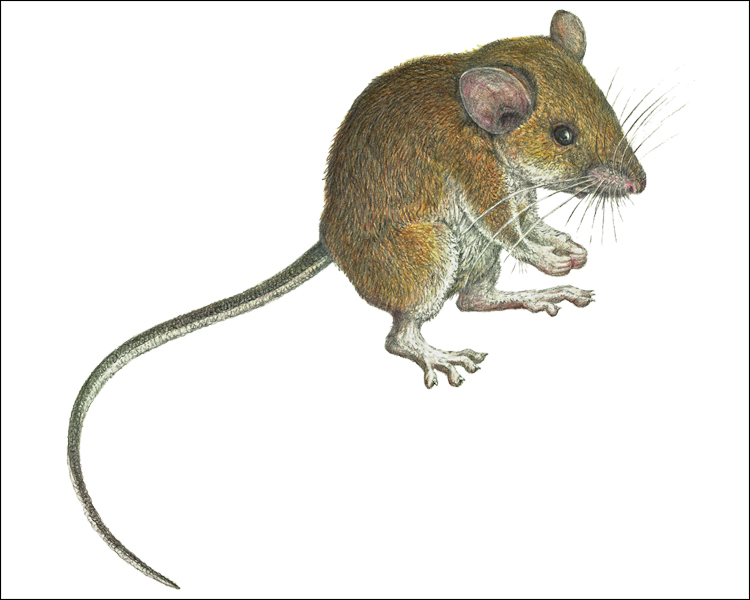 Apomys sierrae from Mt. Palali. (c) The Field Museum. Illustration by V Simeonovski. (c) Field Museum of Natural History - CC BY-NC 4.0