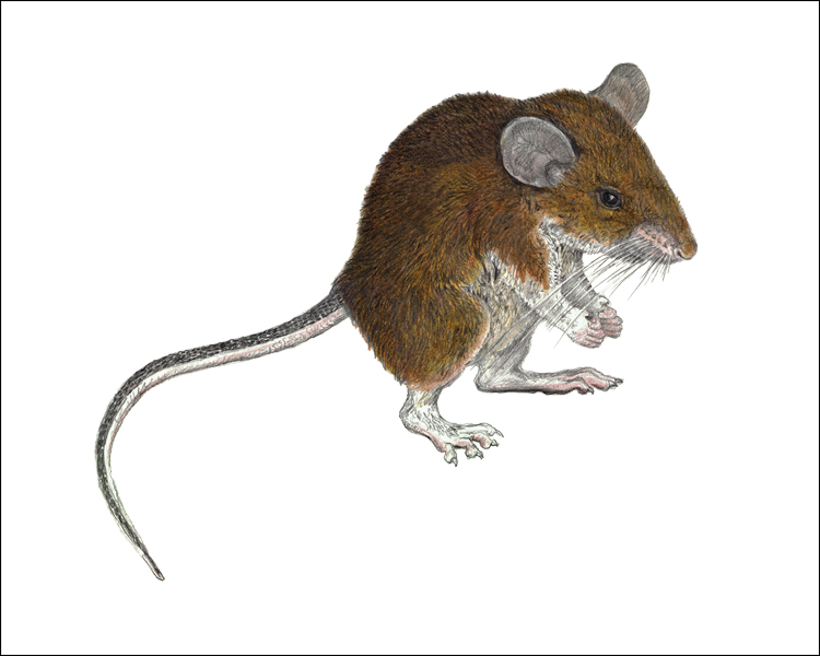 (c) The Field Museum. Illustration by V Simeonovski. (c) Field Museum of Natural History - CC BY-NC 4.0